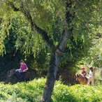 Balade dans les bois